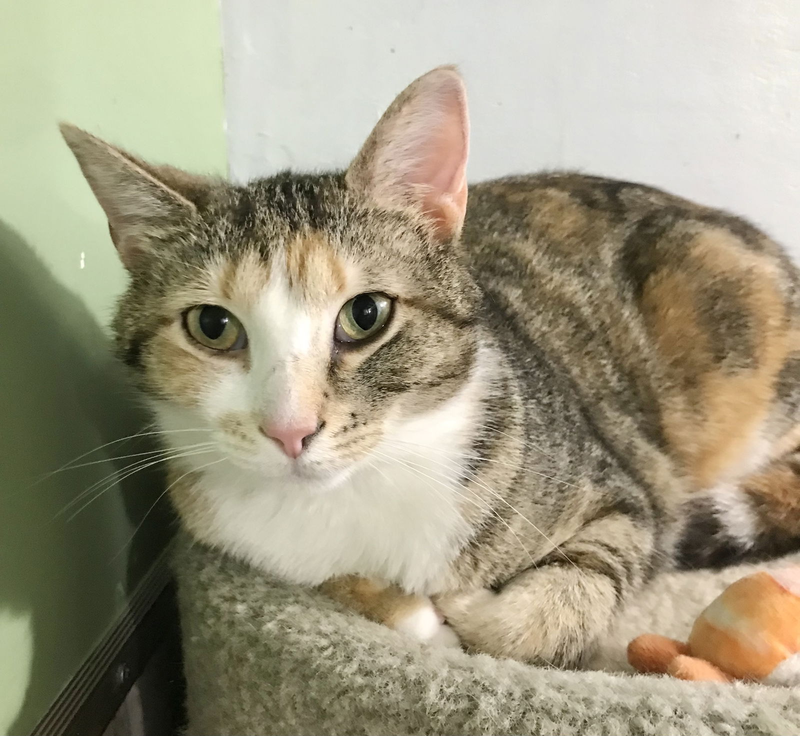 adoptable Cat in Dublin, OH named Dahara