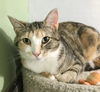 adoptable Cat in  named Dahara