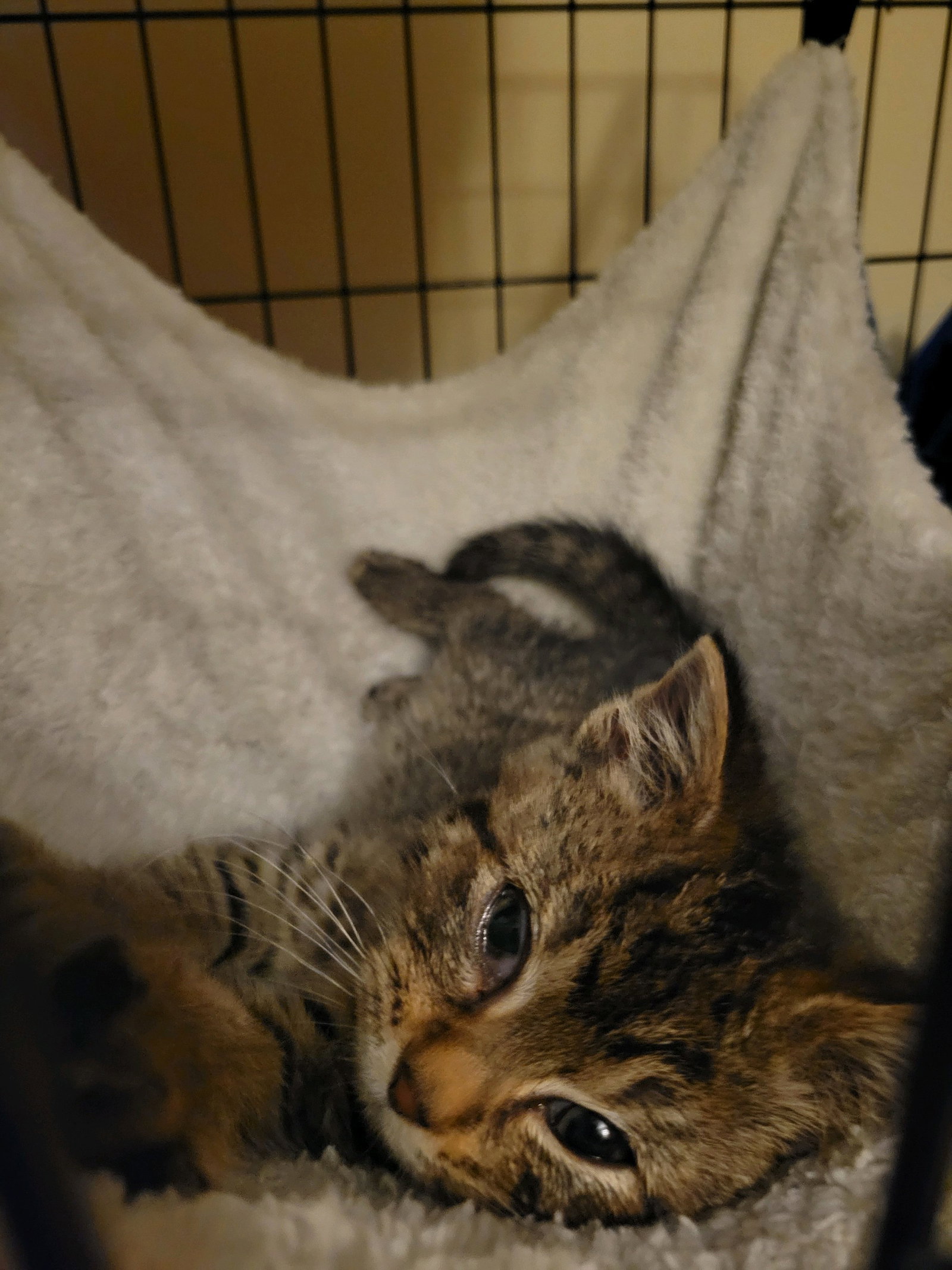 Cat In Ohio Cats for Adoption in Fairfield County, Ohio | Alpha Paw