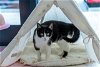 adoptable Cat in columbus, OH named Rue - KBC