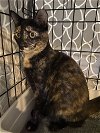adoptable Cat in dublin, OH named Scovilla