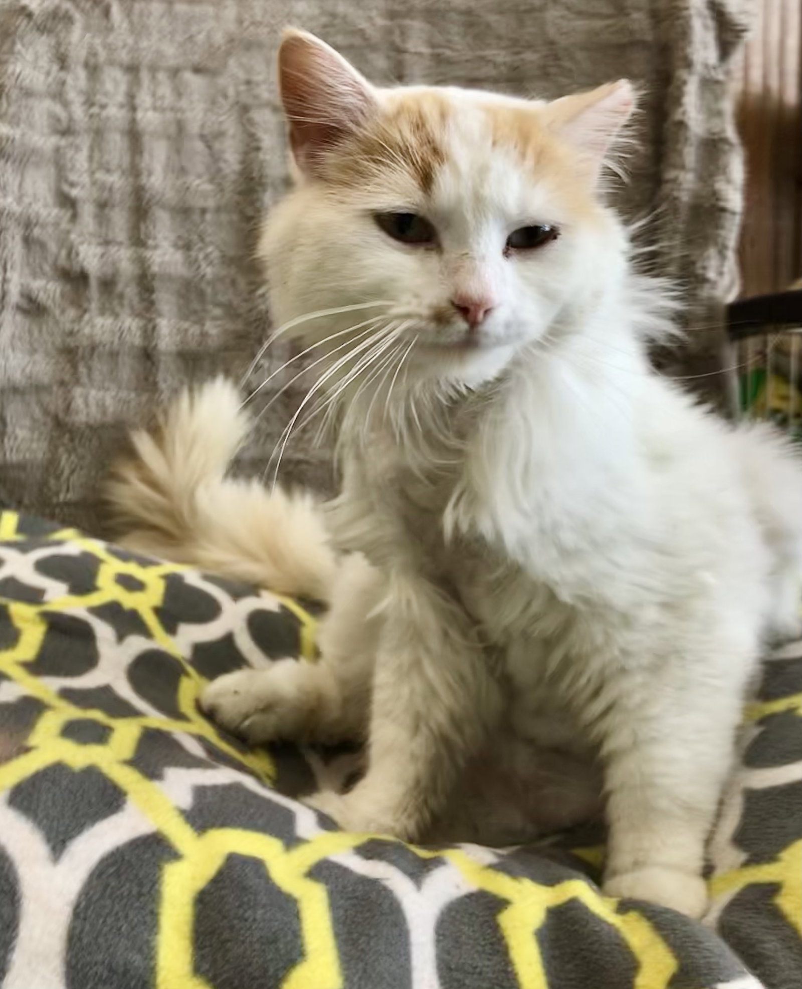 Cats for Adoption in Columbus, Ohio Alpha Paw