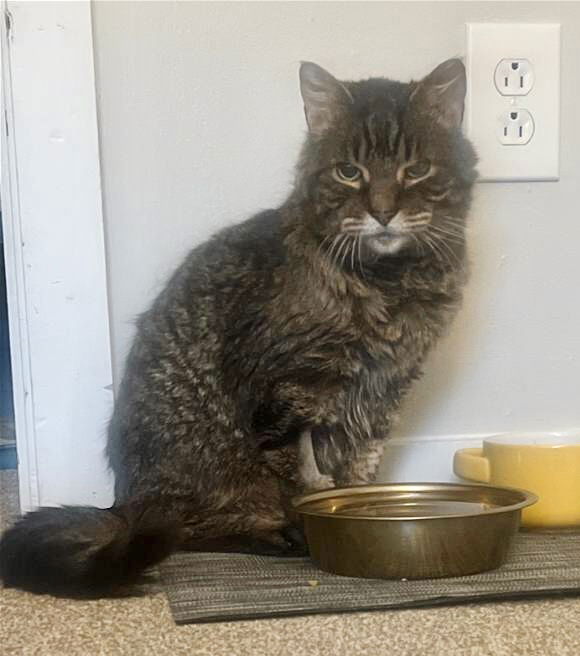 adoptable Cat in Dublin, OH named Trent