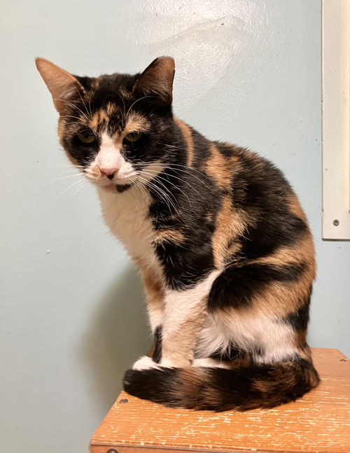 picture of the cat needing adoption