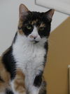adoptable Cat in  named Blanche