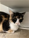 adoptable Cat in  named Blanche
