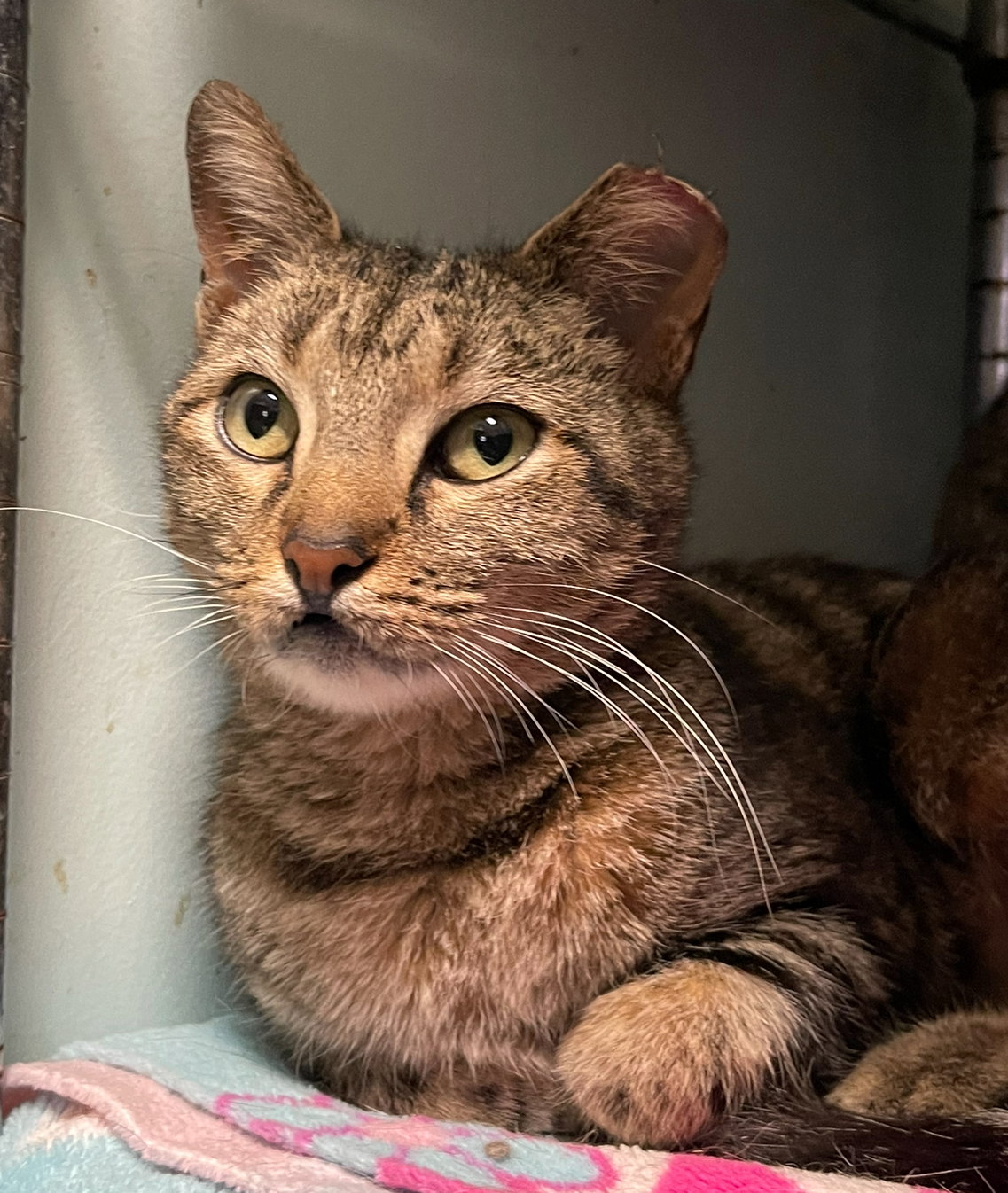 Cat adoption in Dublin, OH 43017 Tabby / Domestic Short Hair / Mixed