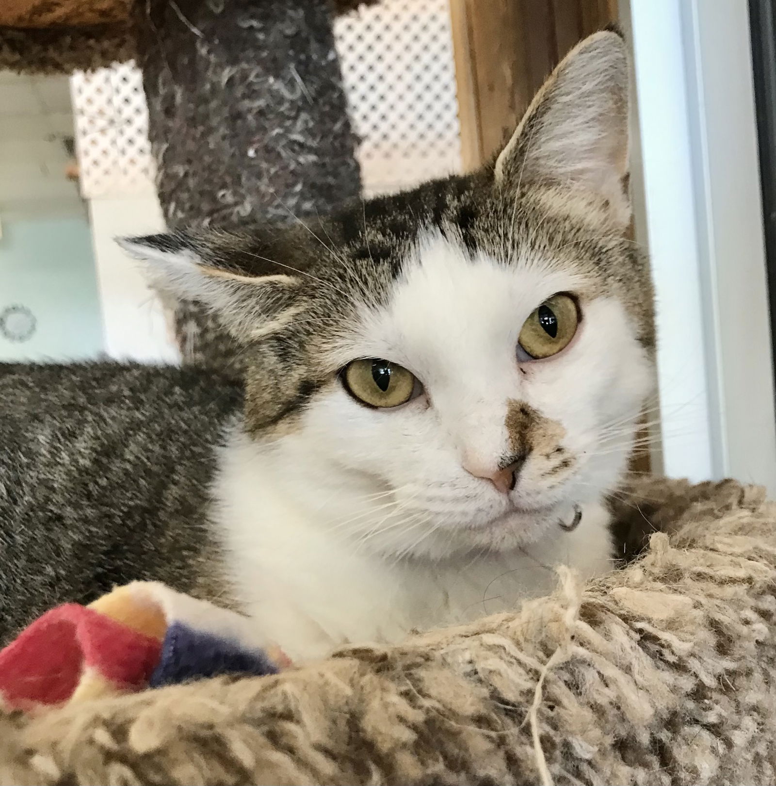 adoptable Cat in Dublin, OH named Georgie