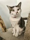 adoptable Cat in  named Georgie