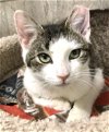 adoptable Cat in dublin, OH named Milo