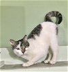 adoptable Cat in  named Cookie