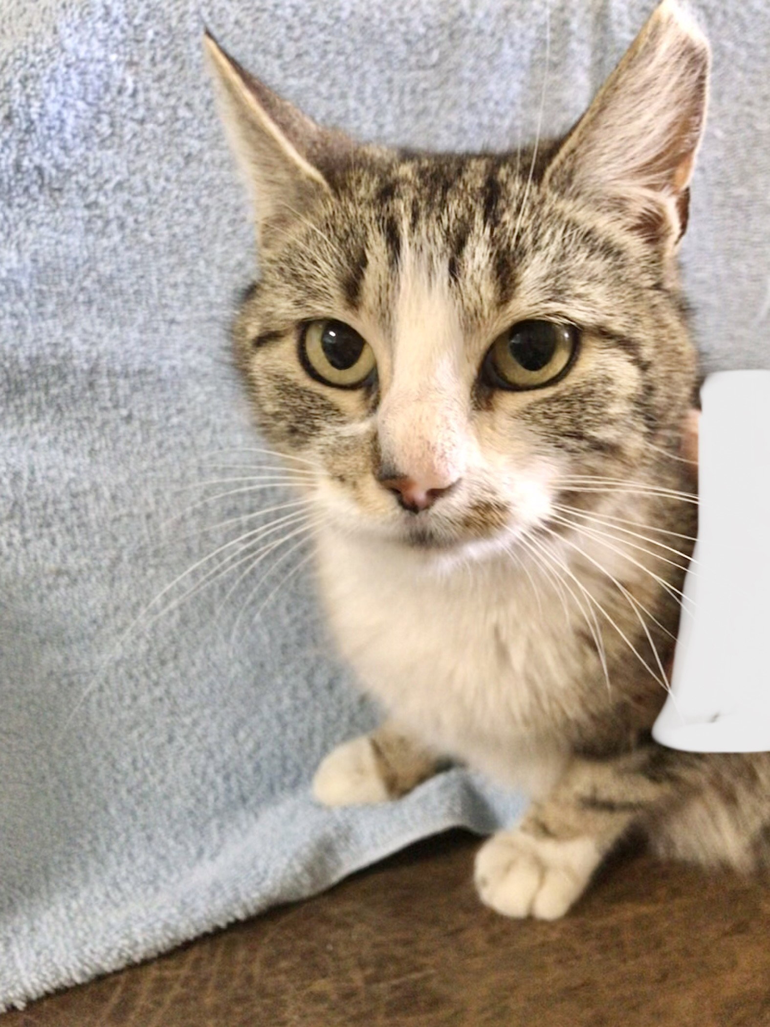 Cats for Adoption in Hilliard, Ohio Alpha Paw