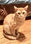 adoptable Cat in dublin, OH named Elton