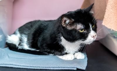 adoptable Cat in Columbus, OH named Edgar - KBC