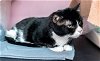 adoptable Cat in columbus, oh, OH named Edgar - KBC