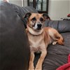 adoptable Dog in dublin, OH named Ace