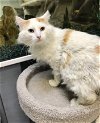 adoptable Cat in , OH named Meemoo