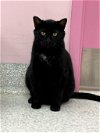 adoptable Cat in columbus, OH named Salem - KBC