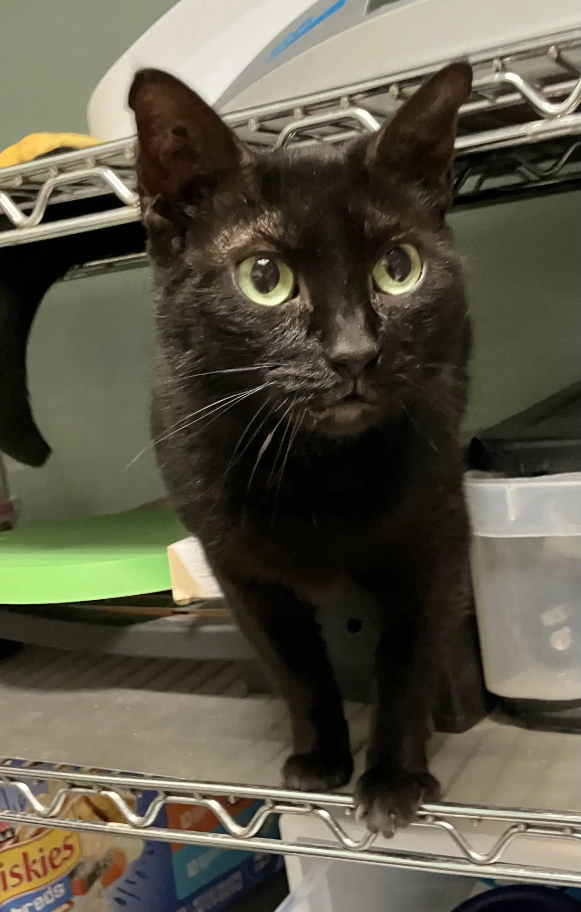 Oreo - Domestic Short Hair