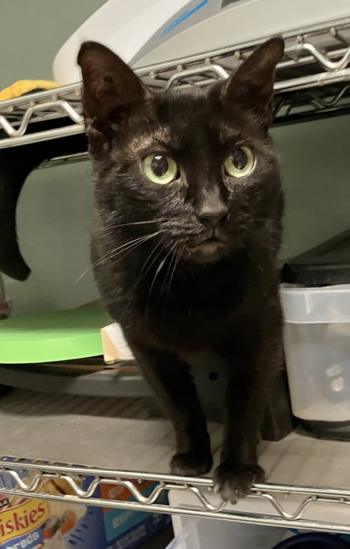 Oreo, a cat for adoption from Colony Cats (& dogs)