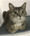 adoptable Cat in , OH named Lilypad