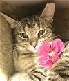 adoptable Cat in dublin, OH named Terabithia