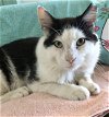 adoptable Cat in dublin, OH named Alpha