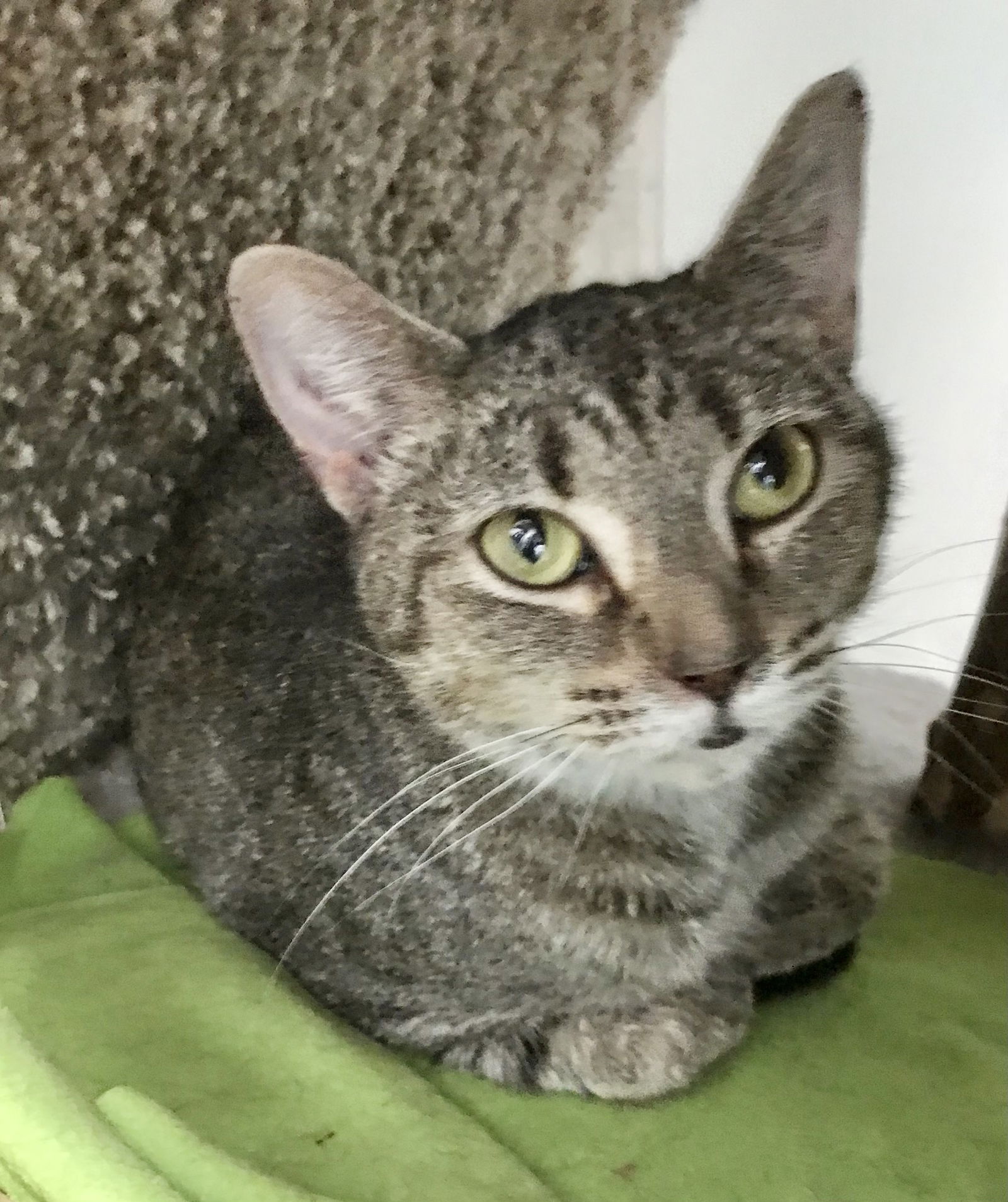 adoptable Cat in Dublin, OH named Lexie