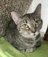 adoptable Cat in , OH named Lexie