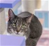 adoptable Cat in columbus, OH named Ray - KBC