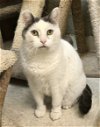 adoptable Cat in dublin, OH named Alexander