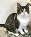 adoptable Cat in dublin, OH named Bagel