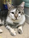 adoptable Cat in  named Lincoln