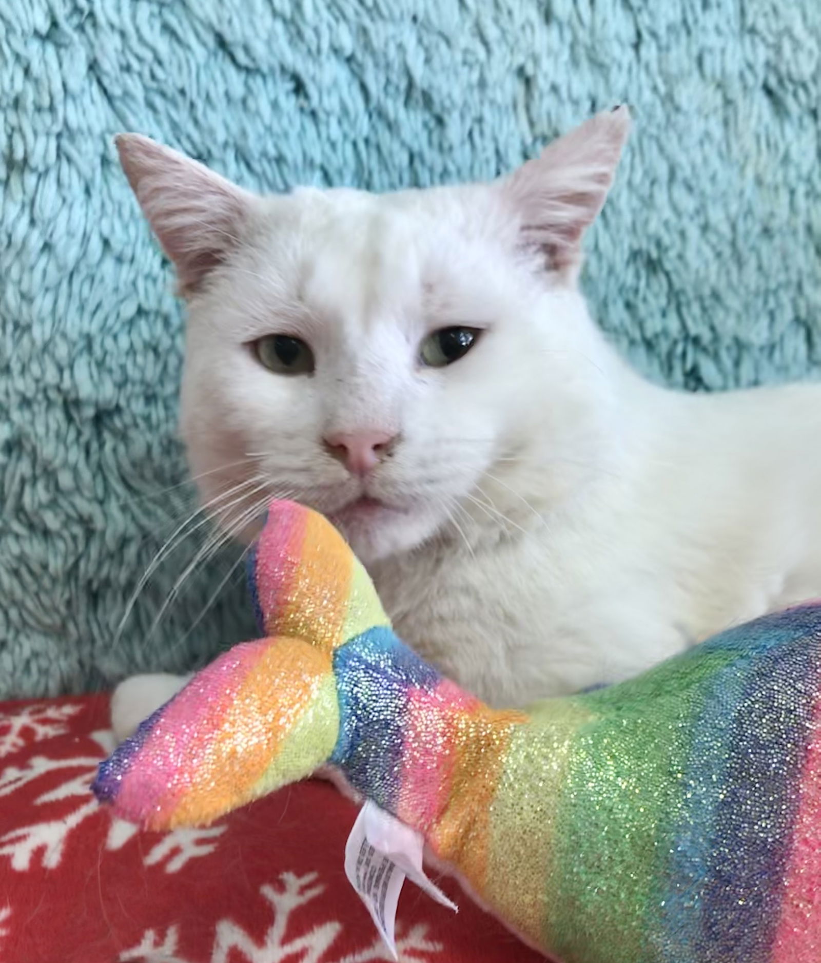 adoptable Cat in Columbus, OH named Seymour Tom