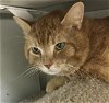 adoptable Cat in  named Sir Sammy