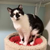 adoptable Cat in dublin, OH named Ditto