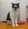 Ditto - Photo 9