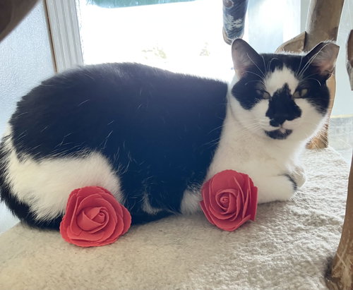 DITTO - Domestic Short Hair available for adoption
