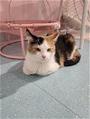 adoptable Cat in columbus, OH named Jolene - KBC