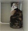 adoptable Cat in columbus, OH named Kally