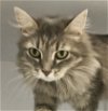 adoptable Cat in  named Clarabelle