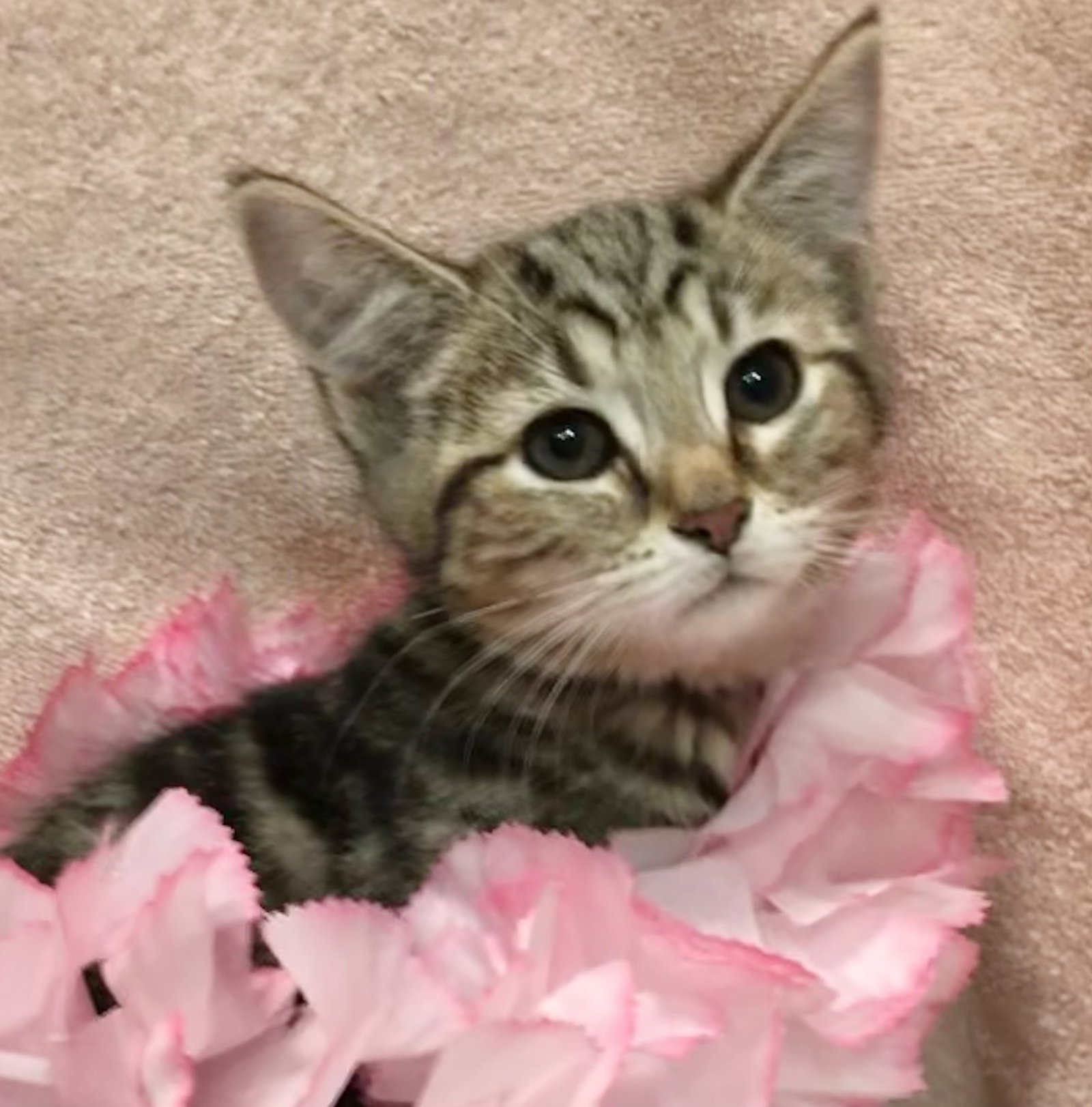 Free Kittens Columbus Ohio