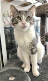 adoptable Cat in , OH named Patio