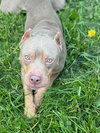 Humphrey - Photo 3