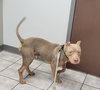 Humphrey - Photo 4