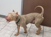 Humphrey - Photo 2