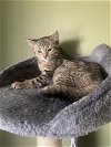 adoptable Cat in , OH named Mindy
