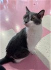 adoptable Cat in columbus, OH named Athena - KBC