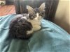 adoptable Cat in  named Joplin