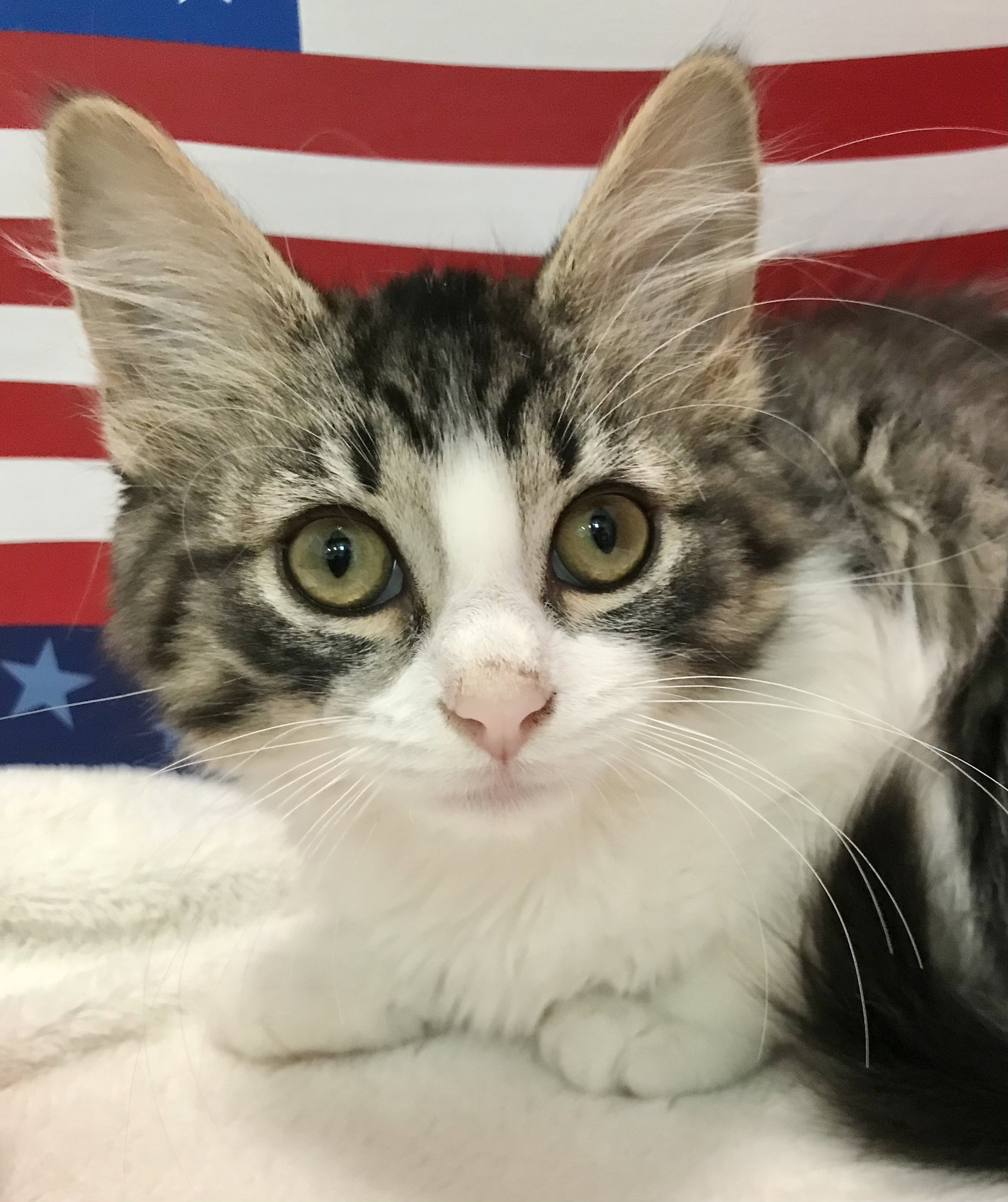 Cats for Adoption in Green Meadows, Ohio Alpha Paw